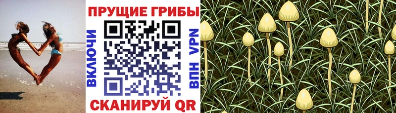 Купить где  Пласт  Псилоцибиновые грибы Psilocybe 